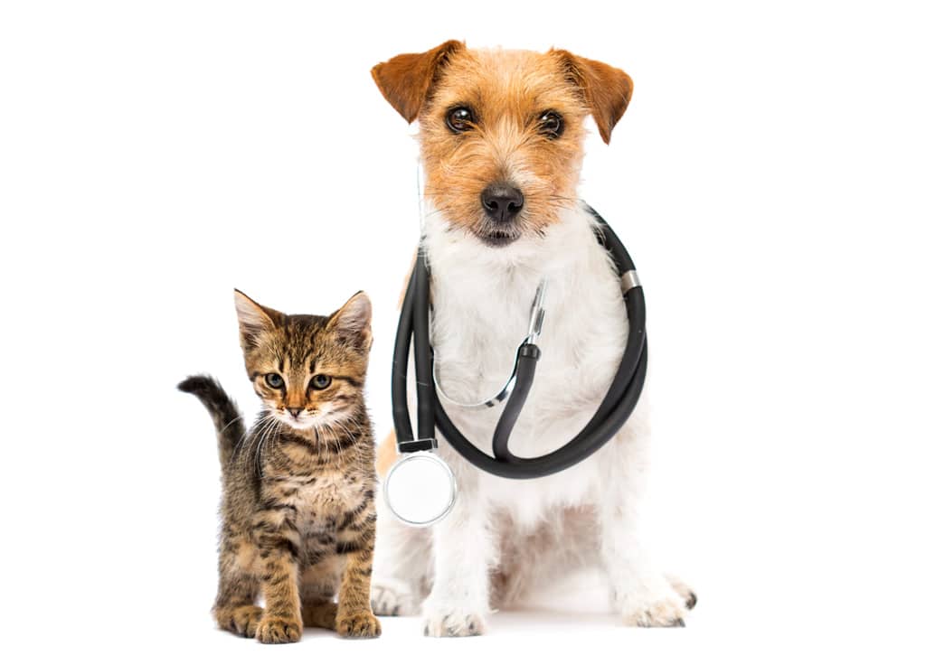 Leistungen einer Tierversicherung